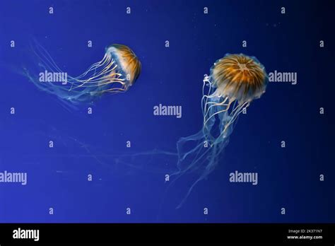 Two fluorescent jellyfish swimming underwater aquarium pool. The Northern sea nettle brown ...