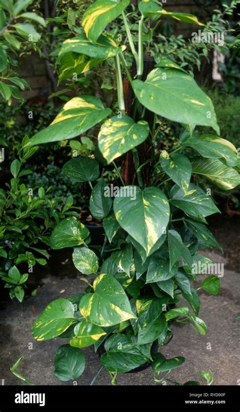 Pothos Plant High Resolution Stock Photography and Images - Alamy