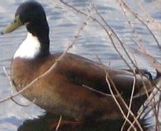 The Alabio Duck are cross breeds of local ducks and pekin ducks. The ...