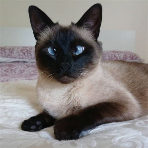 Siamese Cat Club Kittens For Sale | domainecooncatsny