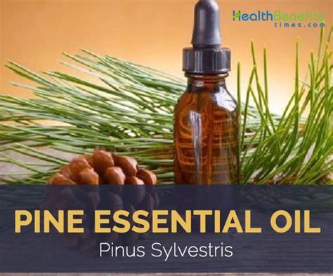 Pine essential oil facts and health benefits