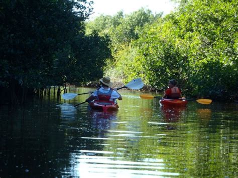 Kayaking Rookery Bay | Must Do Visitor Guides