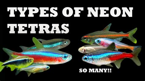 Most Popular Neon Tetras Varieties – Types Of Neon Tetra, 46% OFF