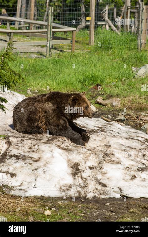 Grizzly bear habitat hi-res stock photography and images - Alamy