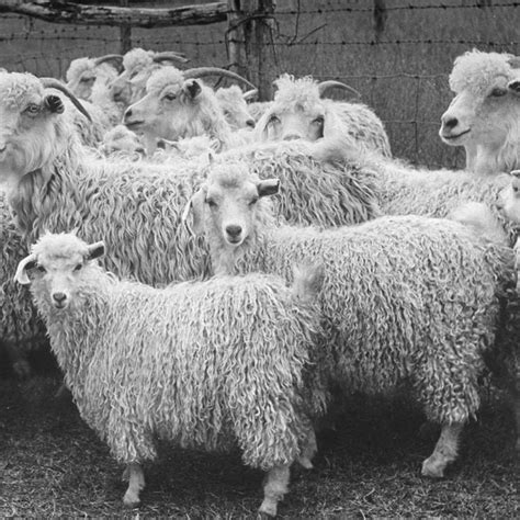 Angora sheep, by Alfred Eisenstaedt. | Angora goats, Goats, Angora