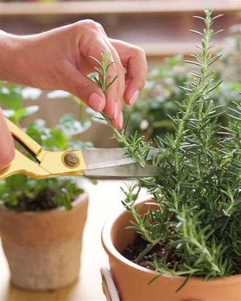 10 Easiest Herbs to Grow - Best Herbs for Fast, Easy Growth | Apartment Therapy