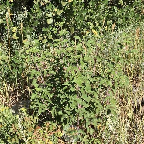 Photo of the habitat view of Whitebark Raspberry (Rubus leucodermis var ...