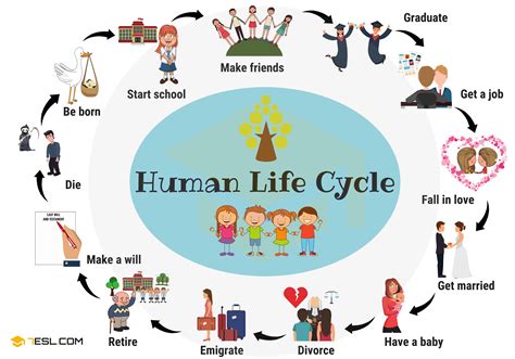 Human Life Cycle: Useful Stages of Life with Pictures • 7ESL