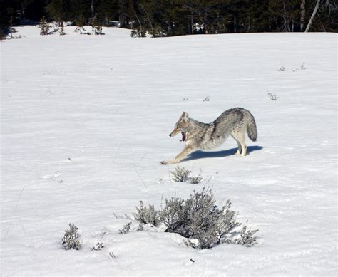 Free Images : nature, wilderness, frost, wildlife, ice, weather, wolf, season, fauna, mountain ...