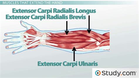 Forearm Muscles: Anatomy, Support & Movement - Video & Lesson ...