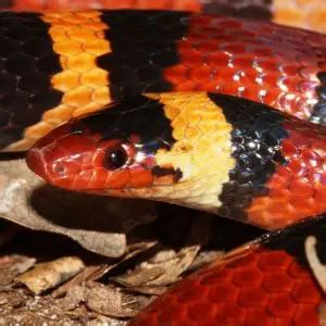 Scarlet Kingsnake - Facts, Diet, Habitat & Pictures on Animalia.bio