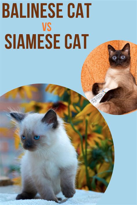 Balinese Cat Vs Siamese Cat: Which One Is Better? | Balinese cat, Siamese cats, Cat breeds