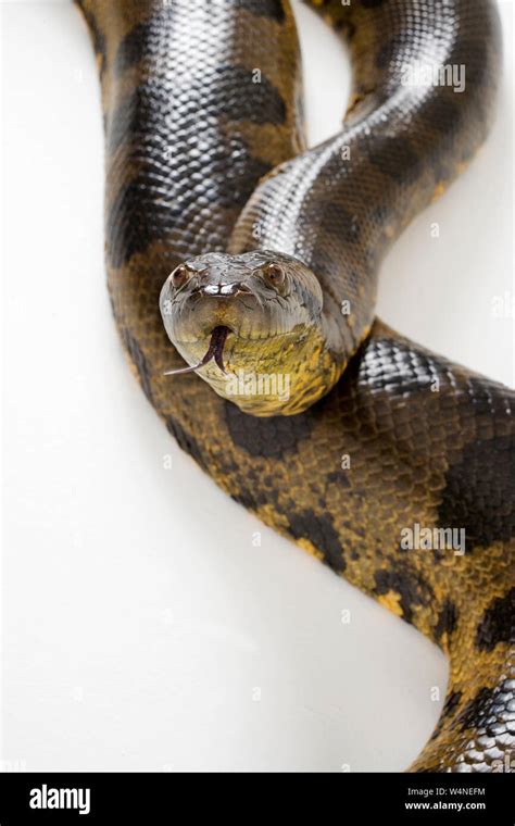 Close Up of Anaconda Snake Stock Photo - Alamy