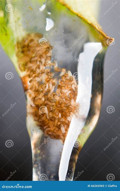 Caddisflies Larvae Royalty-Free Stock Photo | CartoonDealer.com #66265965