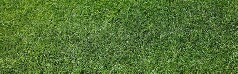 Emerald Zoysia Grass