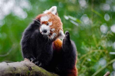 Kostenlose foto : Tierwelt, Zoo, Säugetier, Fauna, roter Panda, Wirbeltier, Hunderasse Gruppe ...