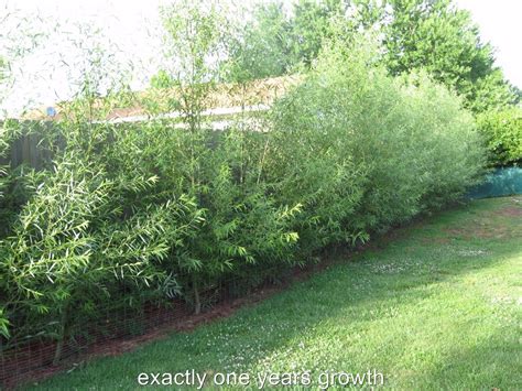 Hybrid Willow Tree Mn / Willow hybrids have excellent resistance to ...