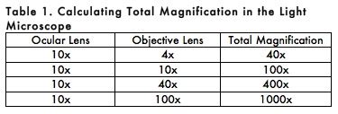 Being A Molecular Biologist: Lab Report : Introduction to Light Microscopy