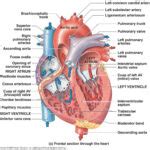 Heart Anatomy Diagram Printable | Anatomy Worksheets