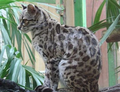 Rare species of the Felidae family (23 photos + 1 video) - Izismile.com