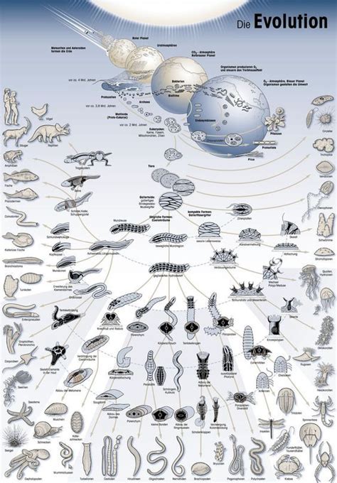 Evolution. | Science and nature, Science nature, Teaching science