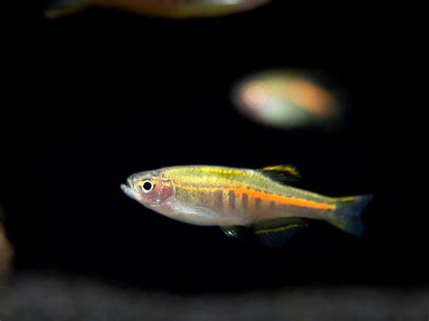 Glowlight Danio (Celestichthys choprae), Tank-Bred! - Aquatic Arts on sale today for $ 17.99