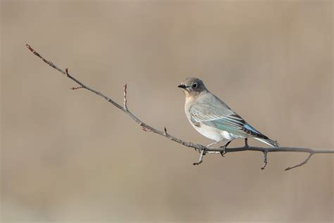 Mountain Bluebird | Audubon Field Guide