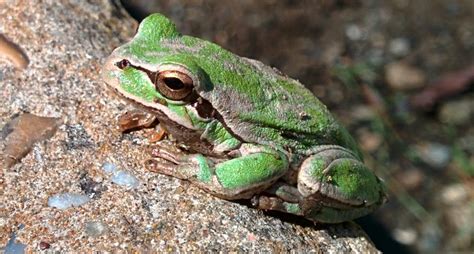 species identification - What is this frog? - Biology Stack Exchange