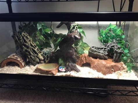 What do you guys think of my corn snake setup? (20 gallon) : snakes