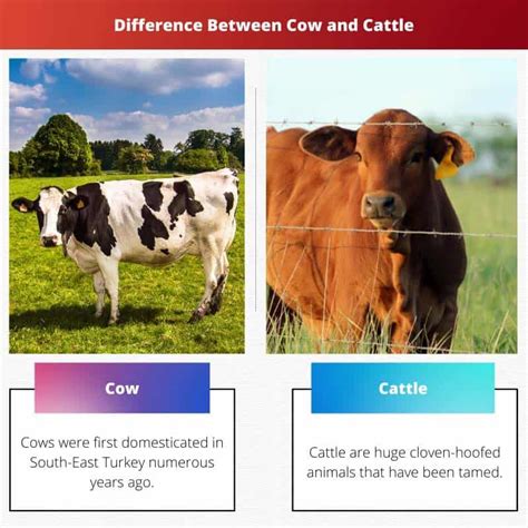 Cow vs Cattle: Difference and Comparison