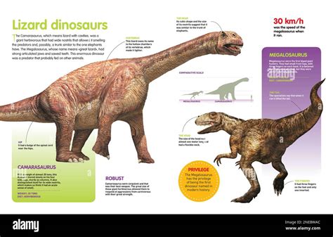 Infographic of a comparison between the Camarasaurus and the ...