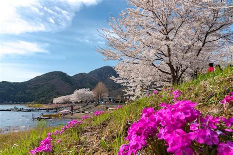 Premium Photo | Fujikawaguchiko cherry blossoms festival view of full bloom pink cherry trees at ...