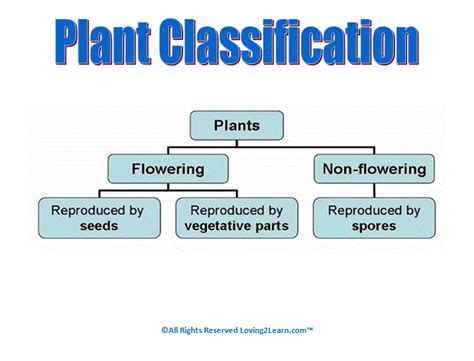 Plant Classification