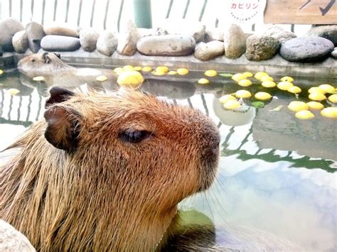 Capybaras around Japan compete to find out which one can bathe the ...