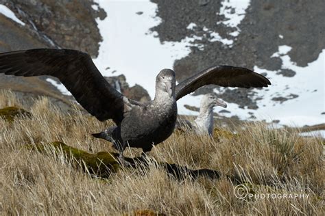 South Georgia Wildlife – Ramdas Iyer Photography