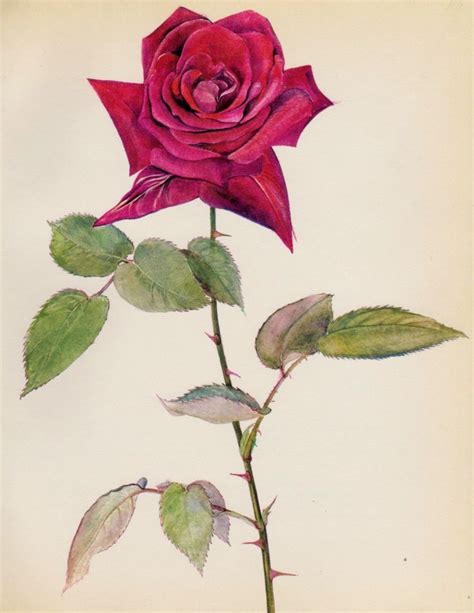 Botanical Rose Print Red Rose Gallery Wall Art Shabby Chic Decor Cottage Decor Poinsettia Rose ...