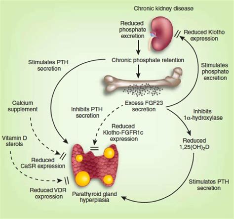 Parathyroid Hormone Function in All of the Following Ways Except ...