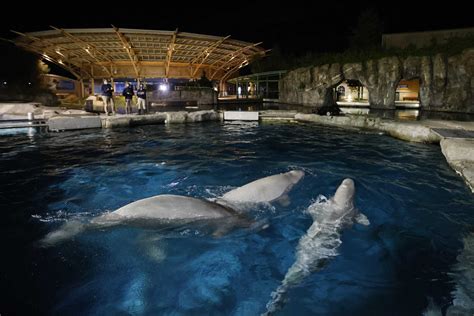 Mystic Aquarium gets $6M — among most in CT — in shuttered venue grant