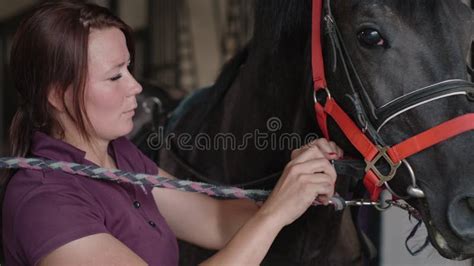 Horse Breeding on Farm, Woman is Grooming Stallion in Stable Stock ...