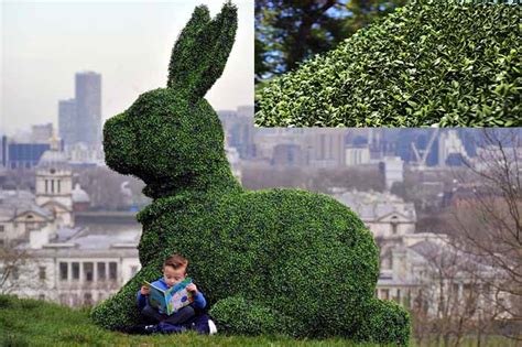 We make custom topiaries - Easter Bunny Hero topiary in artificial boxwood