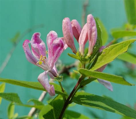 Chinese Honeysuckle Photograph by Teresa A Lang - Pixels