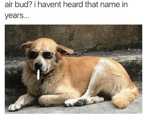 48 Funny Dog Memes That Are Equal Parts Hilarious And Adorable