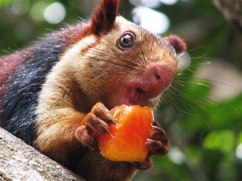 Indian Giant Squirrel Facts, Range, Diet, Pictures