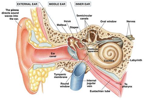 The Vestibular System and Balance — NeuroLab 360