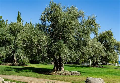 Arbequina Olive Trees Buying & Growing Guide | Trees.com