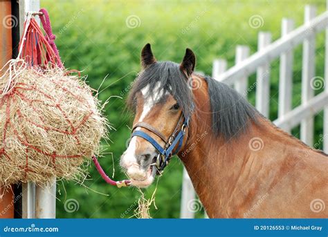 Horse eating hay stock image. Image of equestrian, animal - 20126553