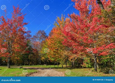 Fall Foliage stock photo. Image of foliage, natural, bright - 91909130