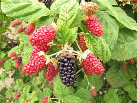 Marionberries: What They Are, How They’re Grown, and Why They’re So ...