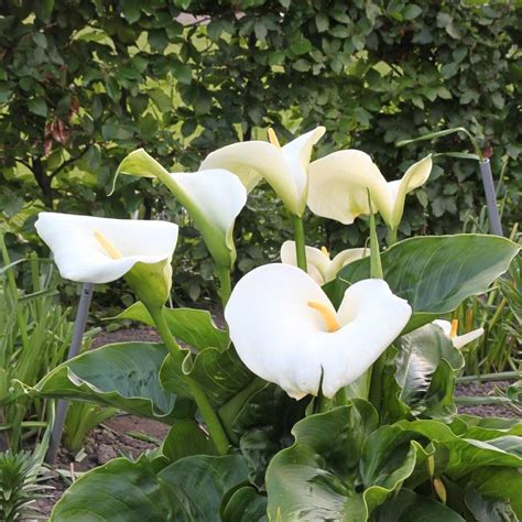 Zantedeschia Giant White Calla Bulb | Jackson & Perkins