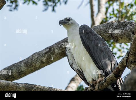 White-bellied sea eagle Stock Photo - Alamy